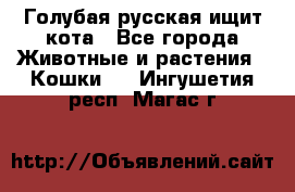 Голубая русская ищит кота - Все города Животные и растения » Кошки   . Ингушетия респ.,Магас г.